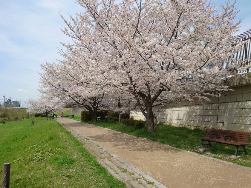 透水性舗装・保水性舗装材カラーサンドと桜(東京都)